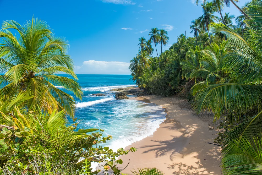 Tropical beach with golden sand, turquoise waves, and lush green palm trees under a bright blue sky; dense vegetation lines the shore, creating a serene and idyllic coastal scene.